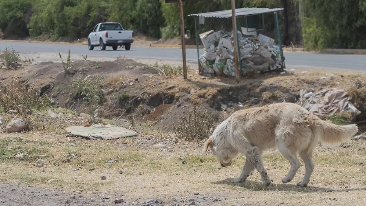 Perros callejeros